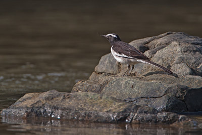 White-browed Wagtail