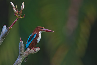 White-throated Kingfisher