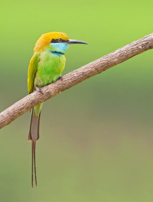 Green Bee-Eater