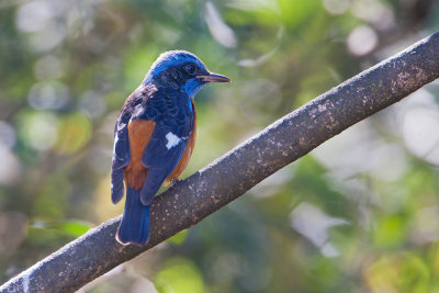 Blue-capped Rock Thrush