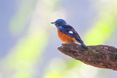 Blue-capped Rock Thrush