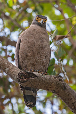 Crested Serpent Eagle