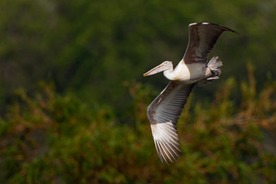 Spot-billed Pelican