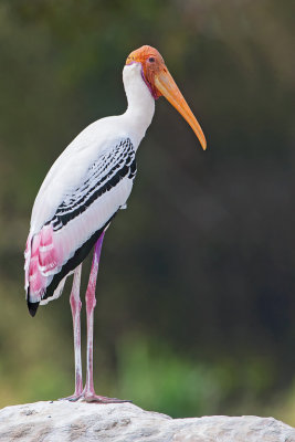 Painted Stork