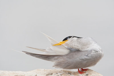 River Tern