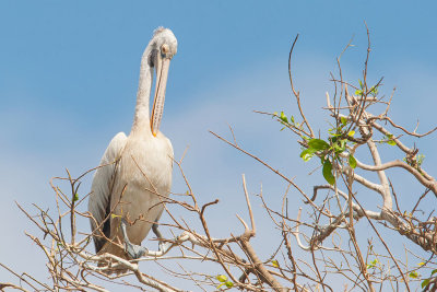 Spot-billed Pelican