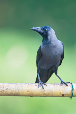 House Crow