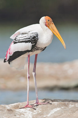 Painted Stork