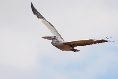 Spot-billed Pelican