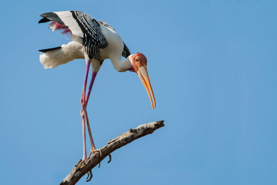 Painted Stork