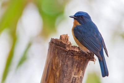 Tickell's Blue Flycatcher