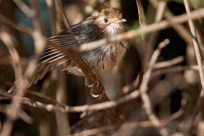 Rufous-fronted Prinia