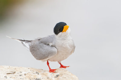 River Tern