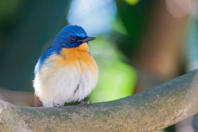 Tickell's Blue Flycatcher