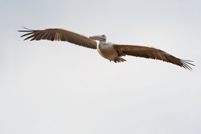 Spot-billed Pelican