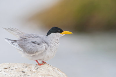 River Tern