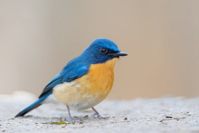 Tickell's Blue Flycatcher