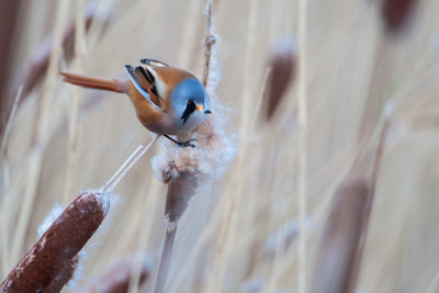 Bearded Reedling