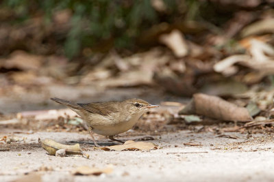 Clamorous Reed Warbler