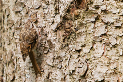 Short-toed Tree Creeper