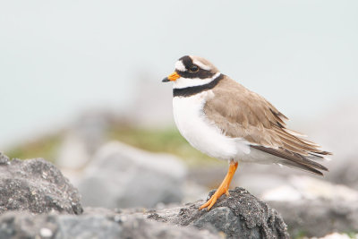 Ringed Plover