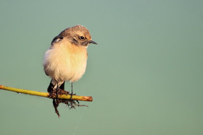 Pied Wheatear