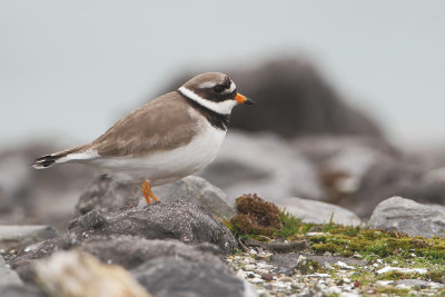 Ringed Plover