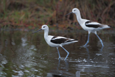 American Avocet