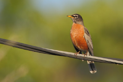 American Robin