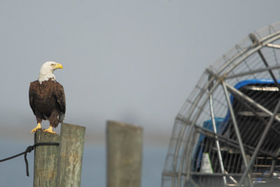 Bald Eagle