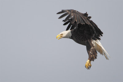 Bald Eagle