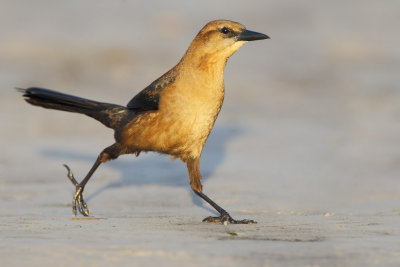 Boat-tailed Grackle