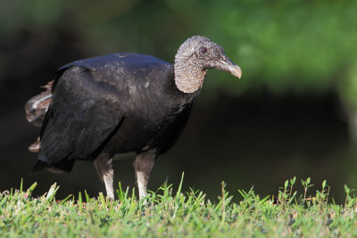 Black Vulture