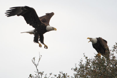 Bald Eagle