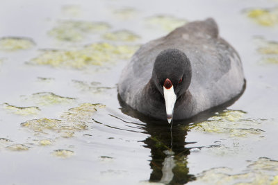 American Coot