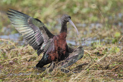 Glossy Ibis