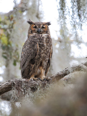 Great Horned Owl