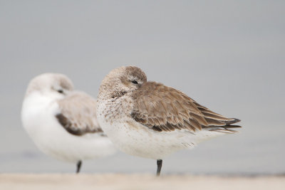 Dunlin