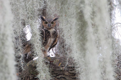 Great Horned Owl