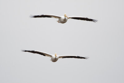 White Pelican