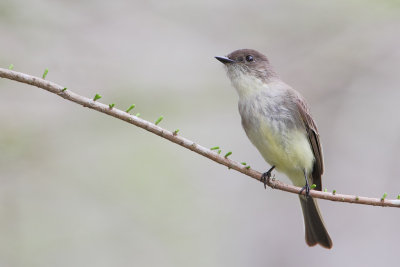 Eastern Phoebe