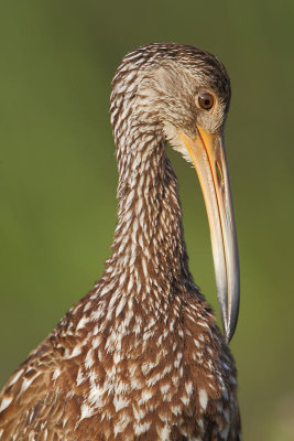 Limpkin