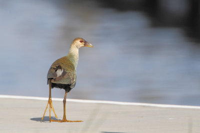 Purple Gallinule