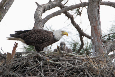 Bald Eagle