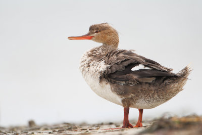 Red-breasted Merganser