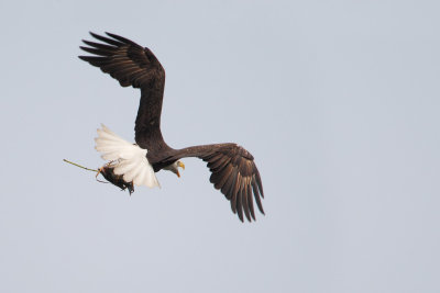 Bald Eagle