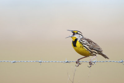 Eastern Meadowlark