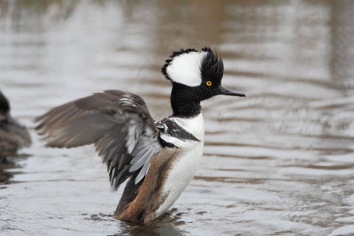 Hooded Merganser