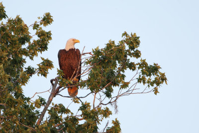 Bald Eagle