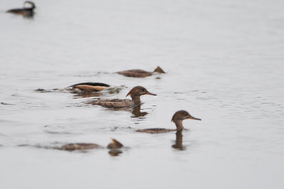 Hooded Merganser